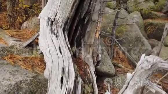 大自然奇妙的树木从石顶生长
