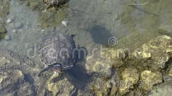 海龟在清澈的湖水中游泳视频