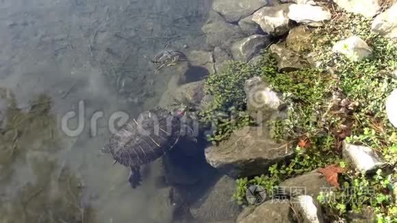 海龟在清澈的湖水中游泳视频