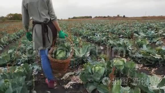 女孩在田里提着一篮子白菜