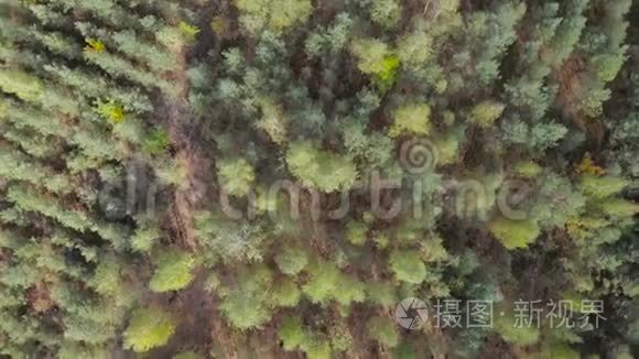 在有小树的年轻森林中低空飞行视频