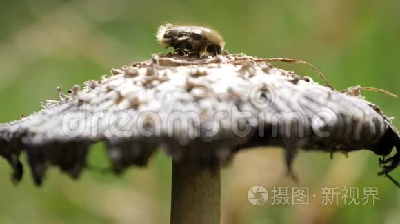 用一只毒蘑菇和一只小昆虫在森林中特写图像