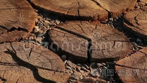 野生蛇木存根背景视频