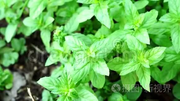 野生薄荷植物接近选择性聚焦视频