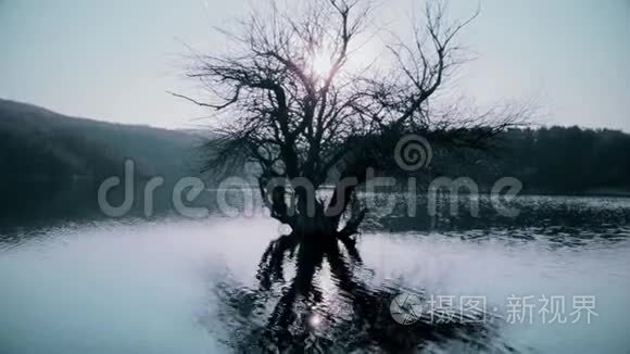 湖中的老树