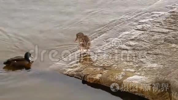 一对鸭子在湖水上游泳视频