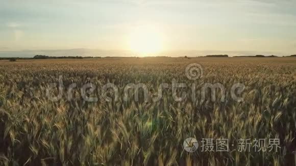 在夕阳下，空中飞越金穗成熟的小麦农田