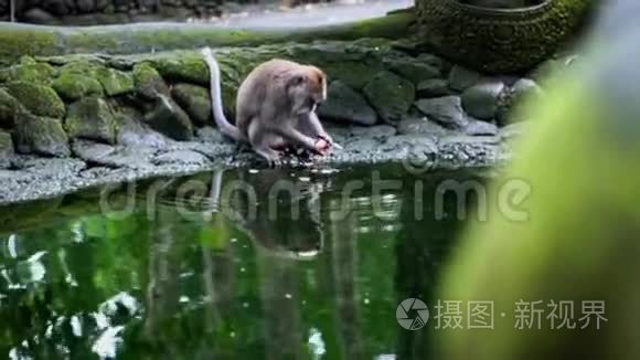 猴子在水上吃水果视频