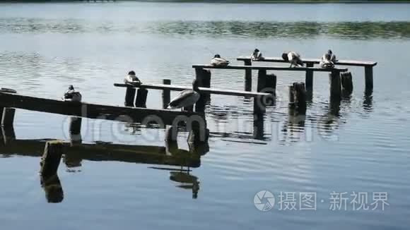 鸭子坐在湖边的树上视频