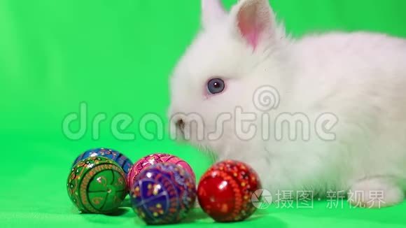 带复活节彩蛋的小兔子视频