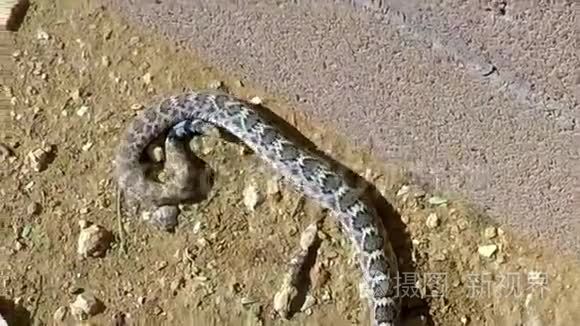 响尾蛇的作用视频