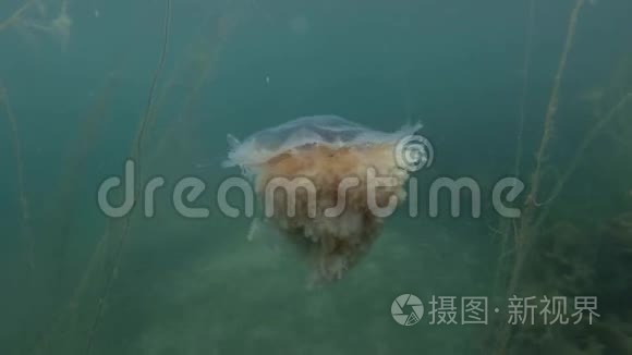 浅海蓝水中的狮子鬃毛水母视频