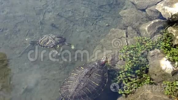 海龟在清澈的湖水中游泳视频
