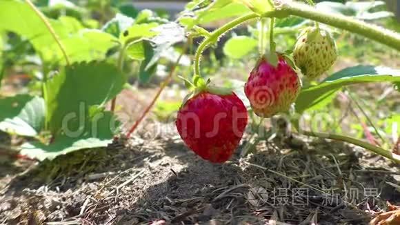 在花园里生长的草莓植物视频