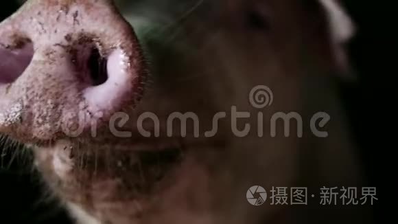 有机养殖场猪舍有泥鼻子的健康猪，特写
