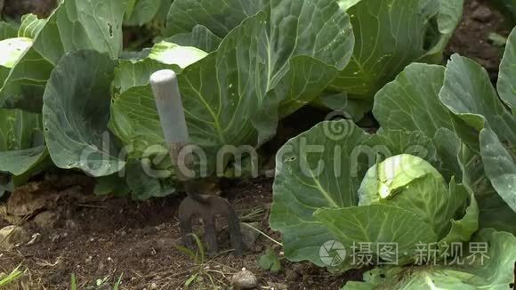 一把菜花植物在地上的铁锹视频