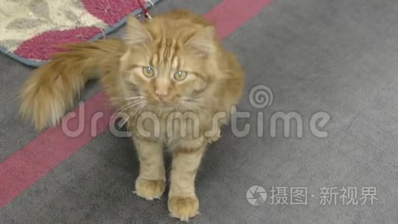 小猫品种缅因州-昆