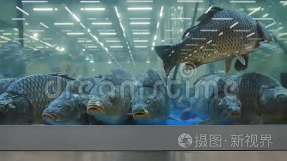 在水族馆里视频