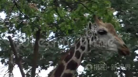4K，长颈鹿在动物园里散步和吃饭(GiraffaCamelopardalis)