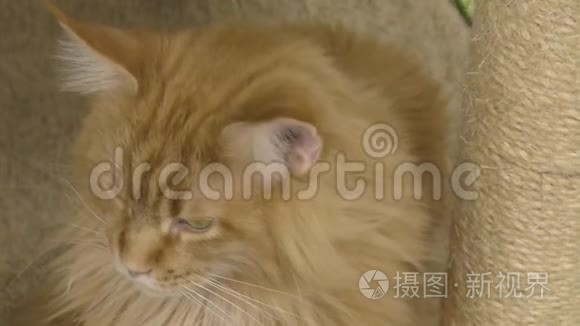 小猫品种缅因州-昆