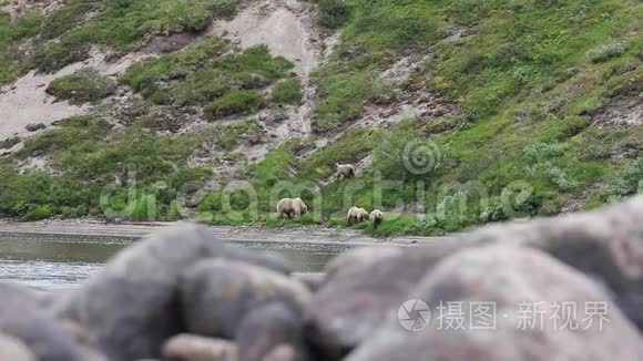 河上的熊和幼崽视频