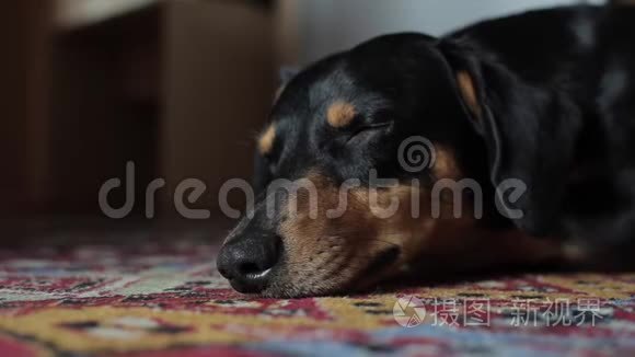 一只可爱的黑狗躺在红地毯上的近景