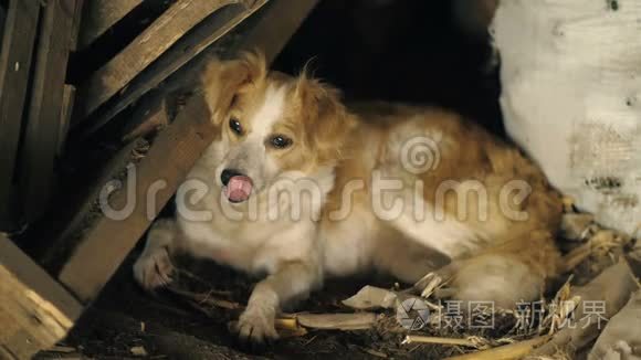 迷失的狗躺在废墟上视频