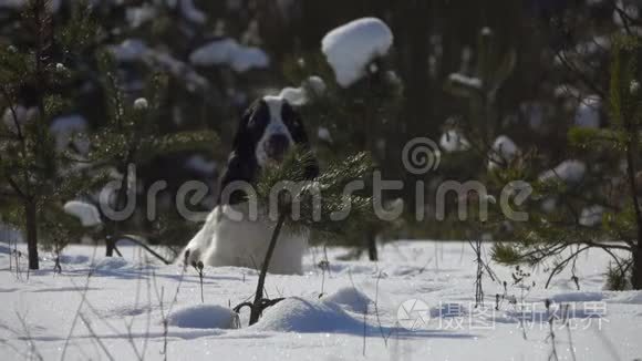 雪白的公鸡猎犬在雪地里奔跑视频