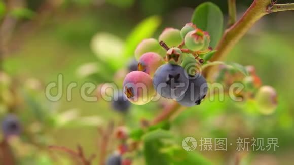 从成熟的蓝莓丛中手工采摘浆果