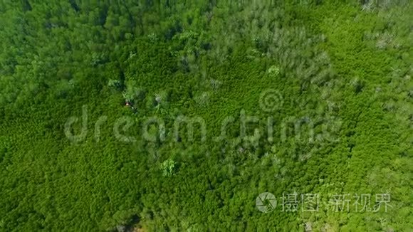 奇妙的大自然红树林森林荒野视频