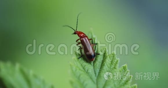 红甲虫从花园里的绿叶中飞翔。