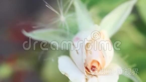 芽的白色玫瑰特写从上面模糊的背景。 昆虫在花叶上奔跑