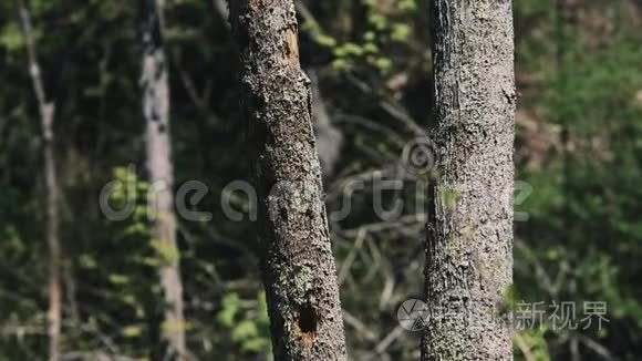 莺鸟进入树洞缓慢变焦视频