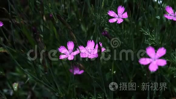 风中摇曳的丁香花瓣上的露珠视频