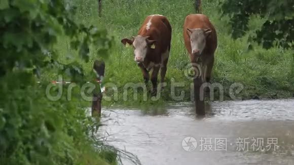 两只小牛被洪水抓住了视频