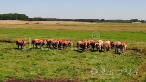 荷兰草地上的一群奶牛的空中视频，空中视频围绕着一群好奇的奶牛在m处盘旋