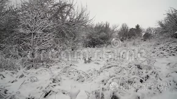 美丽的暴雪圣诞自然视频