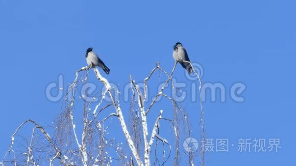 两只乌鸦坐在桦树上视频