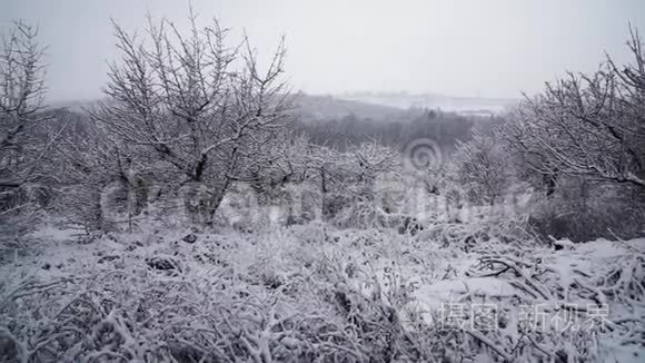 美丽的暴雪圣诞自然视频