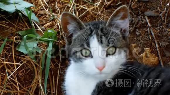 小猫躺在乡下