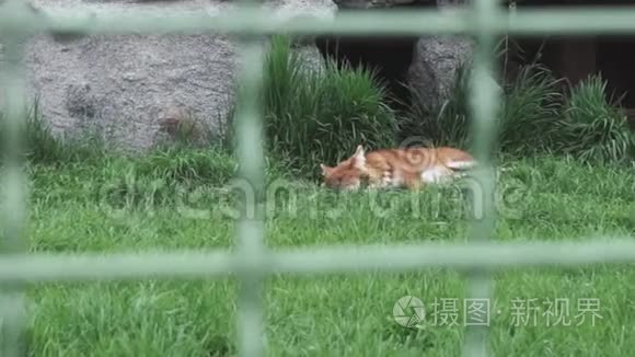 红狐狸躺在绿草上视频
