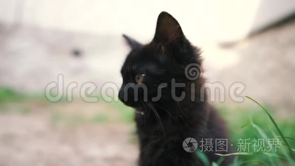 在阳光明媚的一天里，一只漂亮的小黑猫坐在院子里四处张望