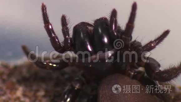 悉尼漏斗网蜘蛛在扭曲的位置视频