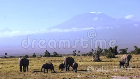 大象在乞力马扎罗山的背景下走向镜头