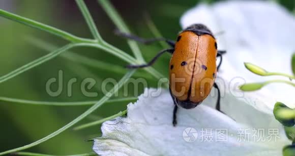 金丝猴花视频