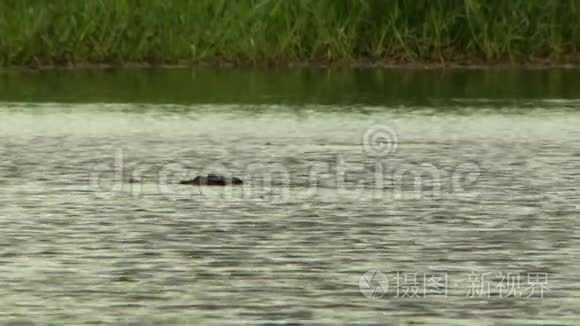 鳄鱼的头几乎伸出水面视频