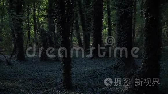 深绿色森林常春藤阳光明媚视频