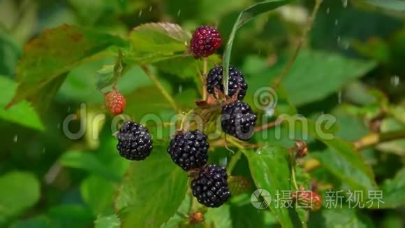 滴在成熟的黑莓浆果上的雨水