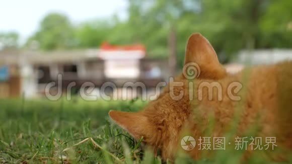 无家可归的红猫躺在绿草上，看着前景中失去焦点的路人。 猫的后视镜。 4部视频