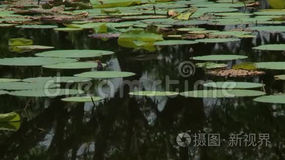 睡莲的圆叶视频